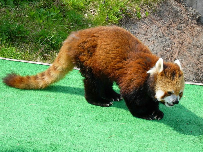 Red panda on green surface with grass background