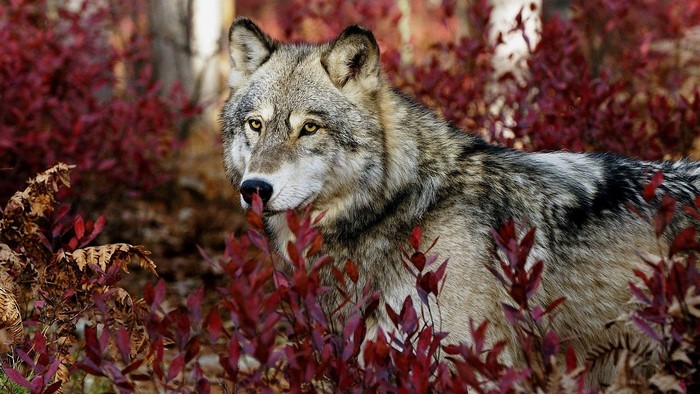 Wolf in red bushes in forest