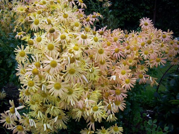 A cluster of pale yellow and pink chrysanthemums
