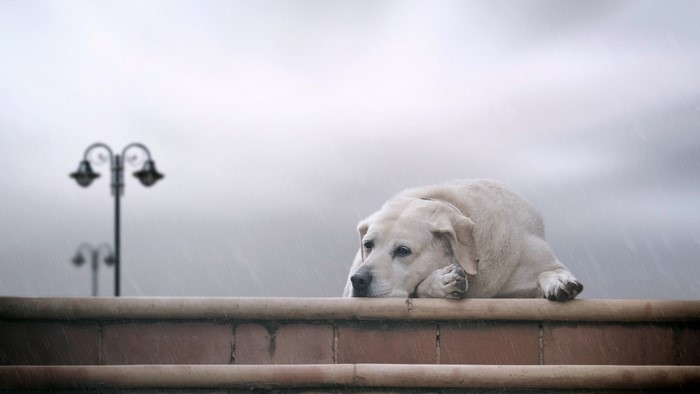 Sad Labrador Retriever dog lying down in the rain