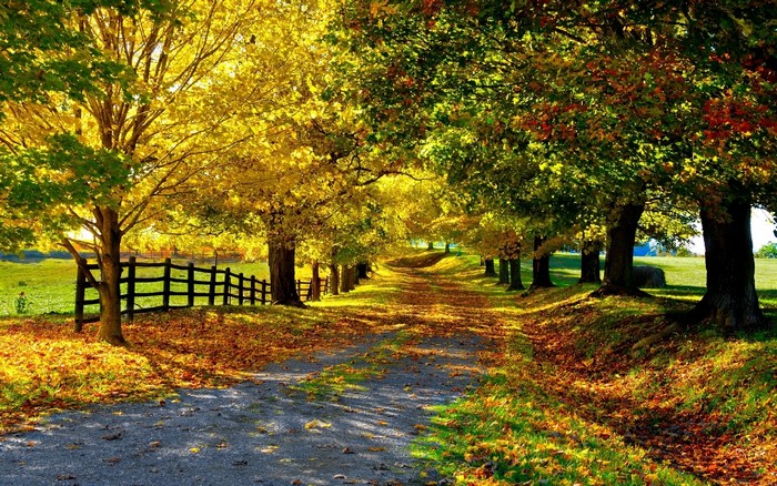 Autumn road lined with colorful trees and fallen leaves