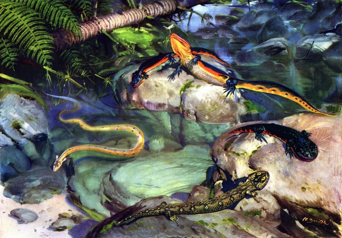 Ancient salamanders and a snake in a prehistoric stream