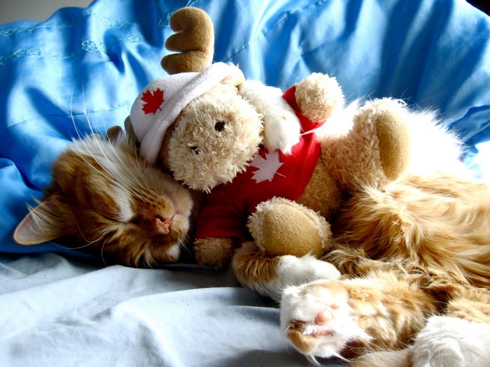 Orange cat sleeping with a teddy bear