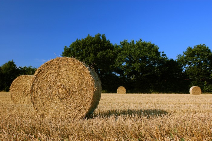 Hay bales in a field under a blue sky