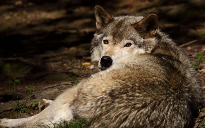 Wolf lying down in a forest