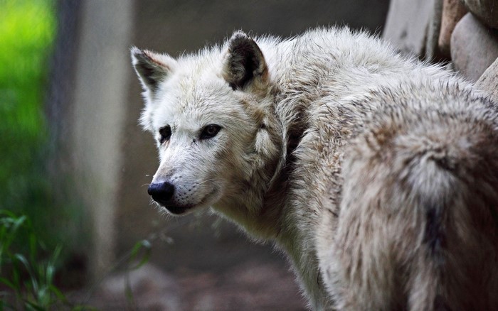Close-up of a white wolf
