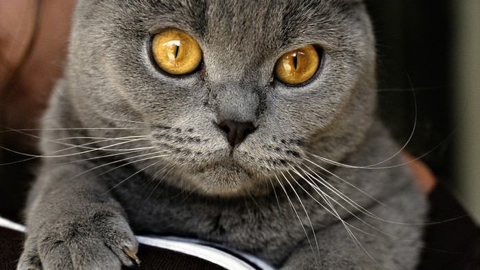 Close-up of a British Shorthair cat's face