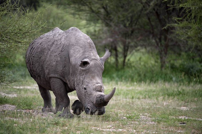 A rhinoceros grazing in a grassy field