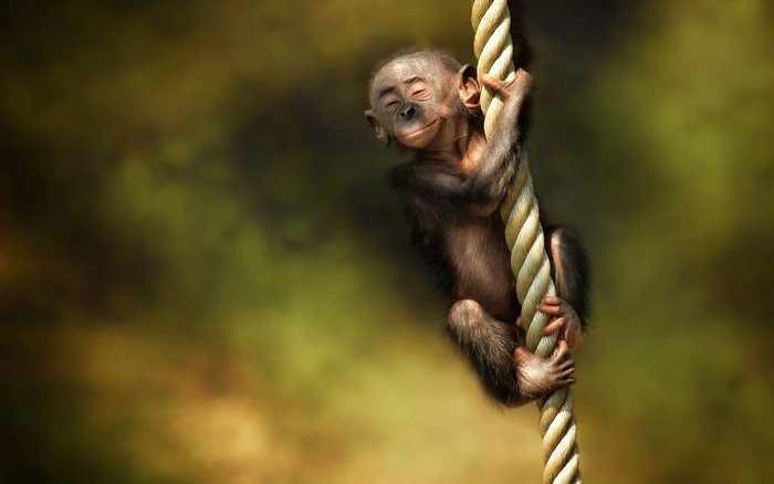 Baby monkey hanging on a rope