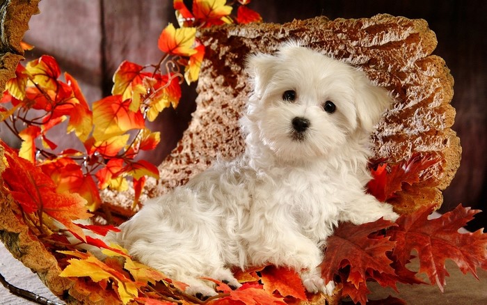 White Maltese puppy sitting among autumn leaves