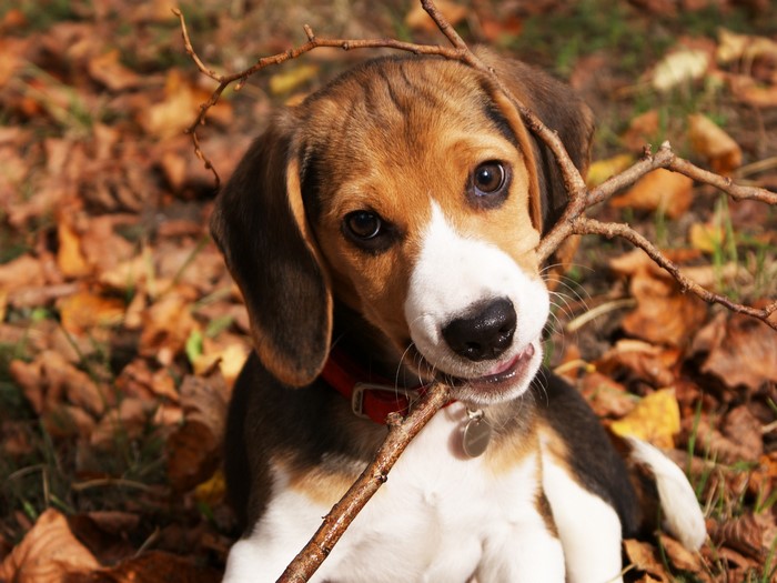 Beagle puppy playing with a stick in autumn leaves