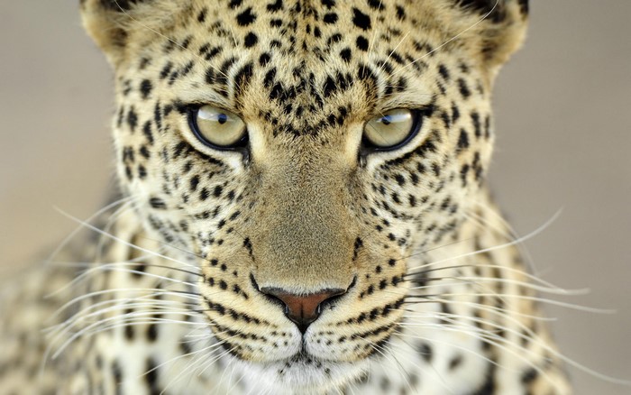 Close-up of a leopard's face