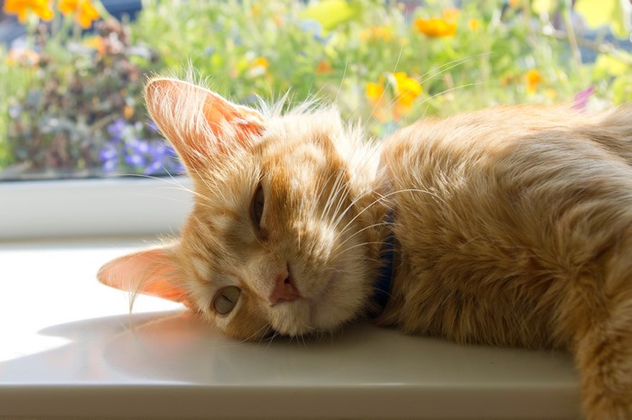 Orange tabby cat lying on a windowsill