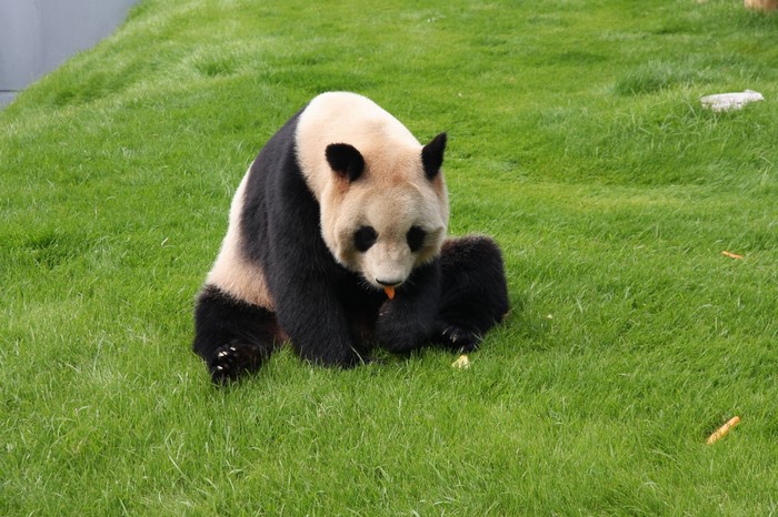 Giant Panda eating carrot on grass