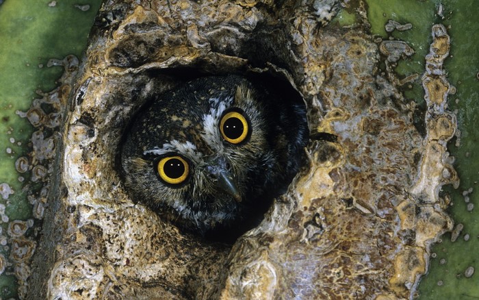 Owl peeking out of a tree hollow