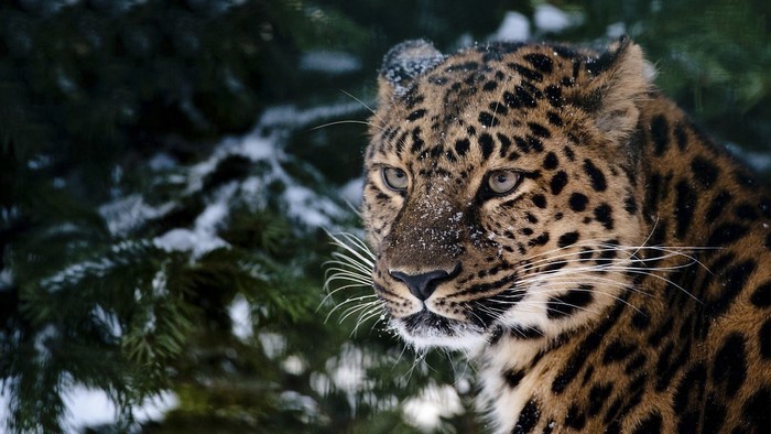 Leopard in the snow with pine trees