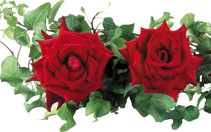 Two red roses with ivy