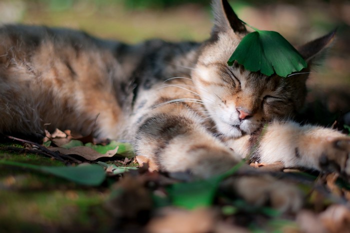 Cat sleeping with a leaf on its head