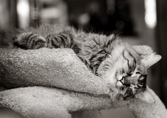 A fluffy cat sleeping on a soft surface