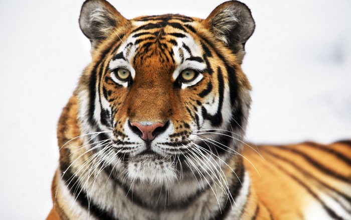 Close-up of a tiger's face in the snow