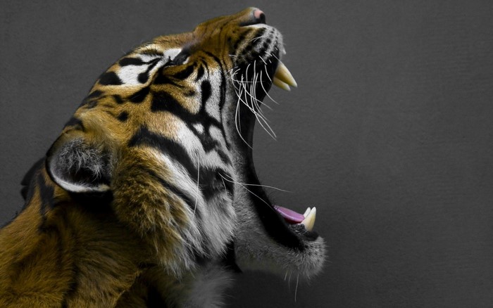 Tiger roaring with mouth open