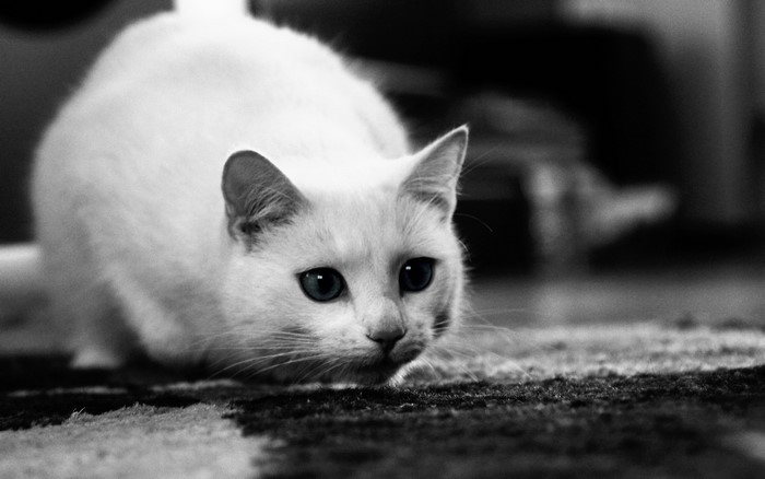 White cat with blue eyes on a patterned rug