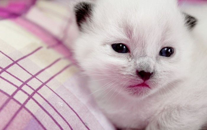 Close-up of a fluffy white kitten with blue eyes