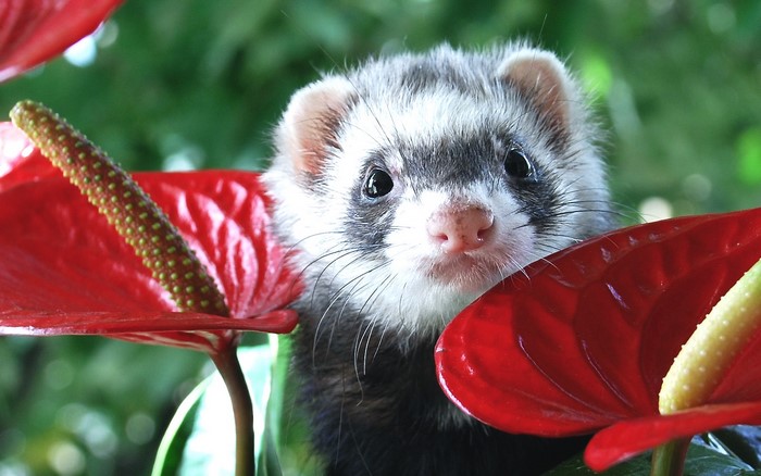 Ferret peeking through red flowers