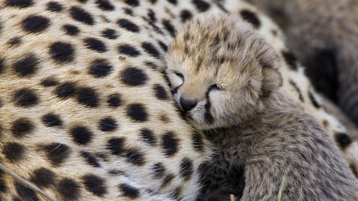 Cheetah cub sleeping on its mother