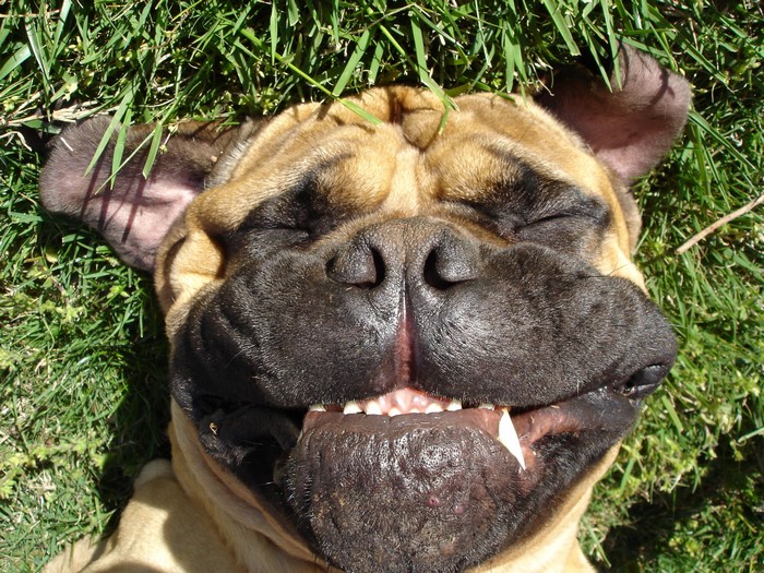 Bullmastiff dog lying on grass with eyes closed