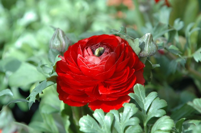 Red Ranunculus flower with green leaves