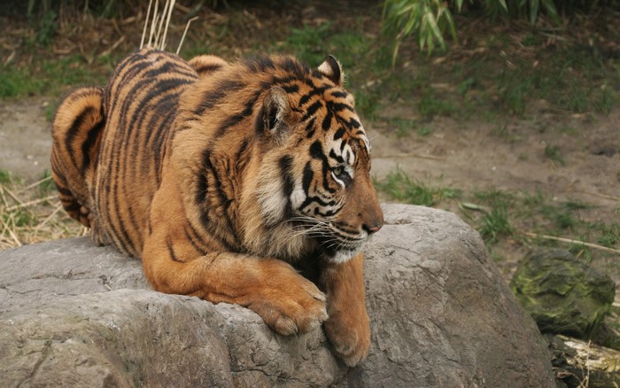 Tiger resting on a rock