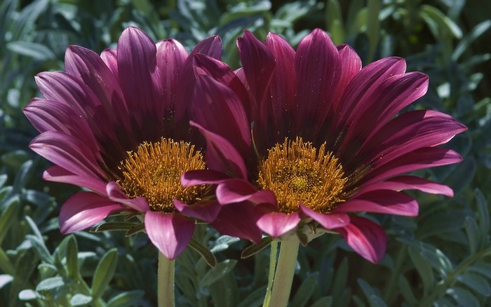 Two purple Gazania flowers with yellow centers