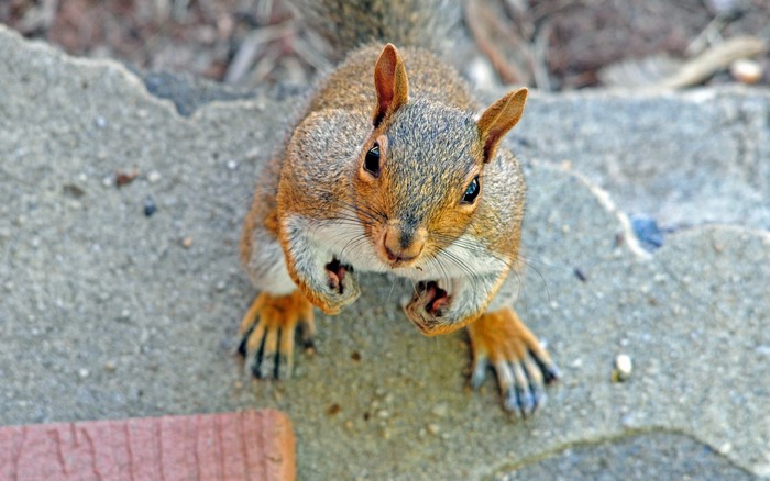 Squirrel looking up from concrete