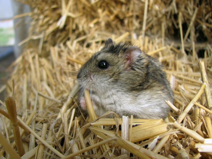 A hamster eating in a pile of straw