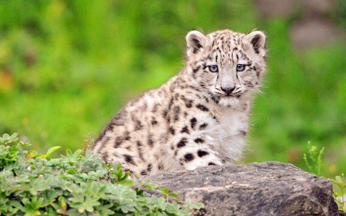 Snow Leopard Cub Sitting on a Rock