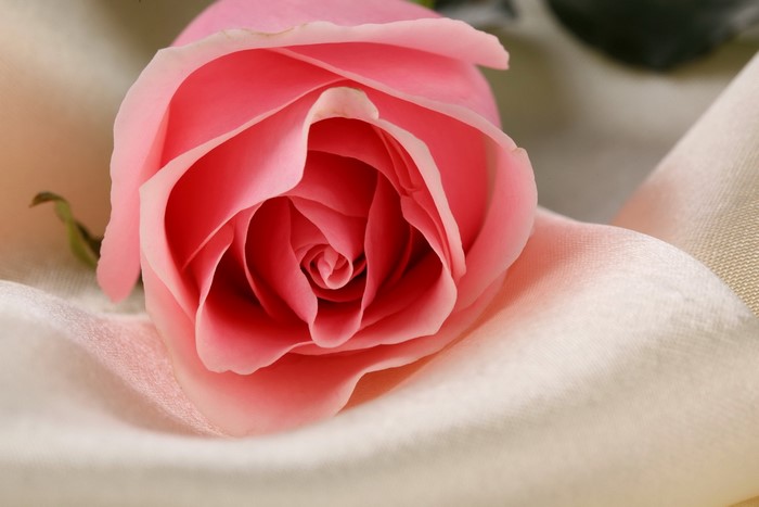Pink rose on satin fabric