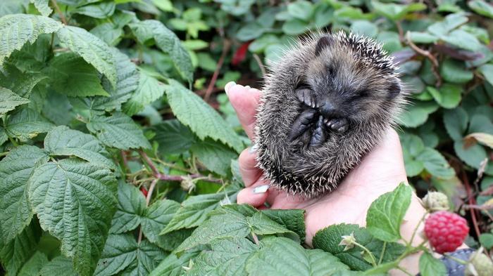 Hedgehog sleeping in a hand among raspberry leaves
