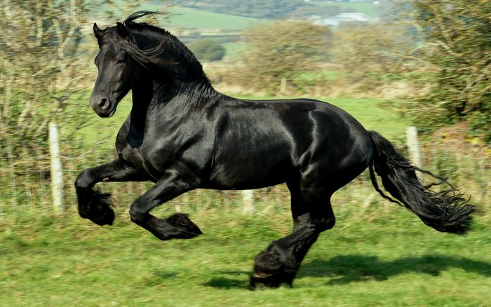 A black Friesian horse running in a field