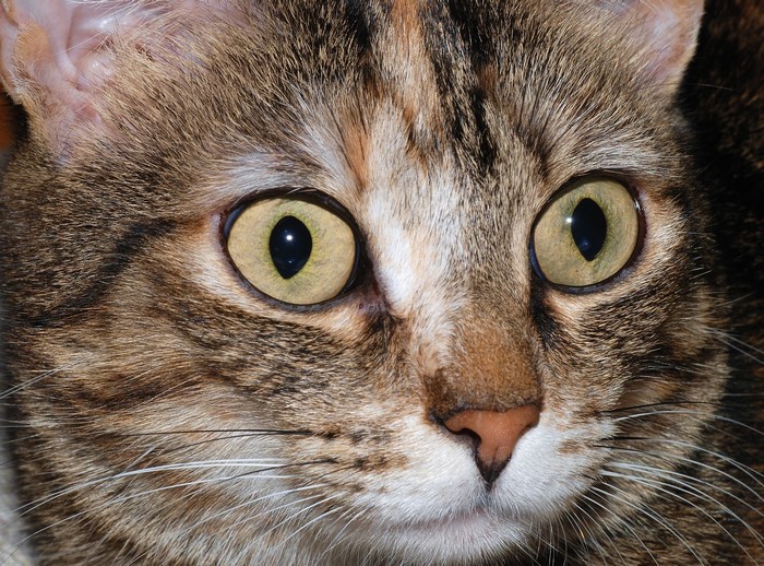 Close-up of a tabby cat's face