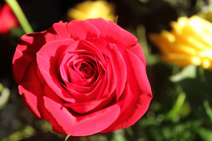 Red Rose with Yellow Flowers