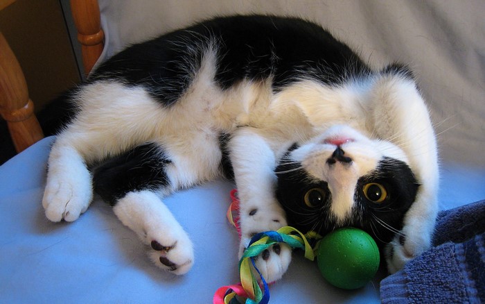 Black and white cat playing with toys