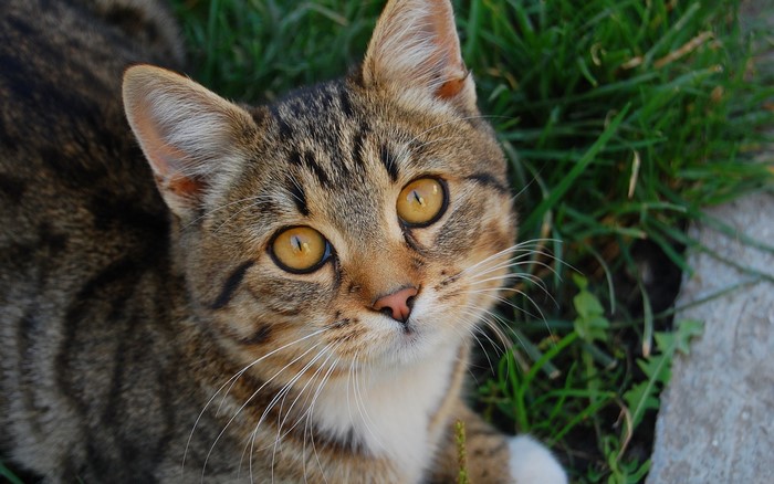 Tabby cat with yellow eyes in grass