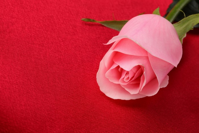 Pink rose on red fabric