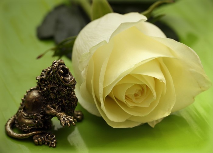 Bronze lion figurine and white rose on green surface