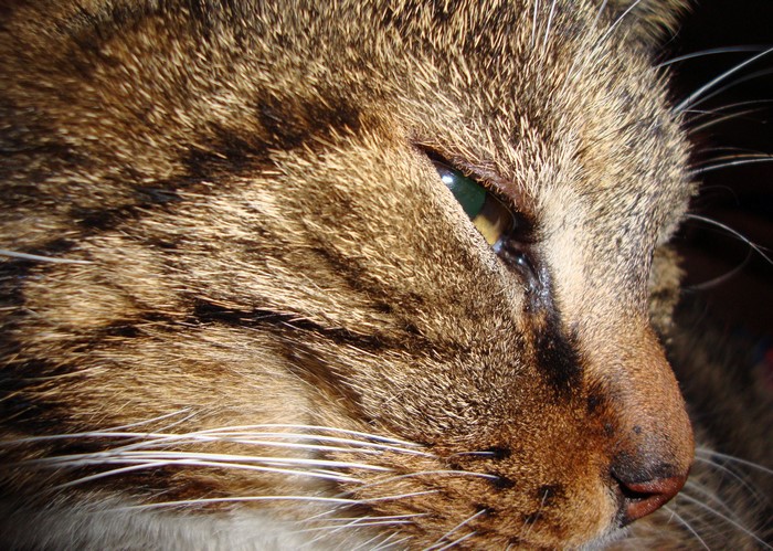 Close-up of a tabby cat's face