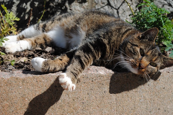 Tabby cat lying on a stone ledge