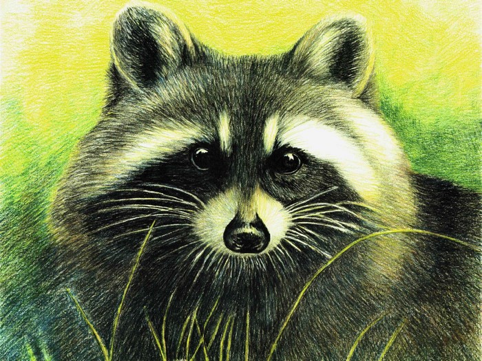Close-up of a raccoon in grass