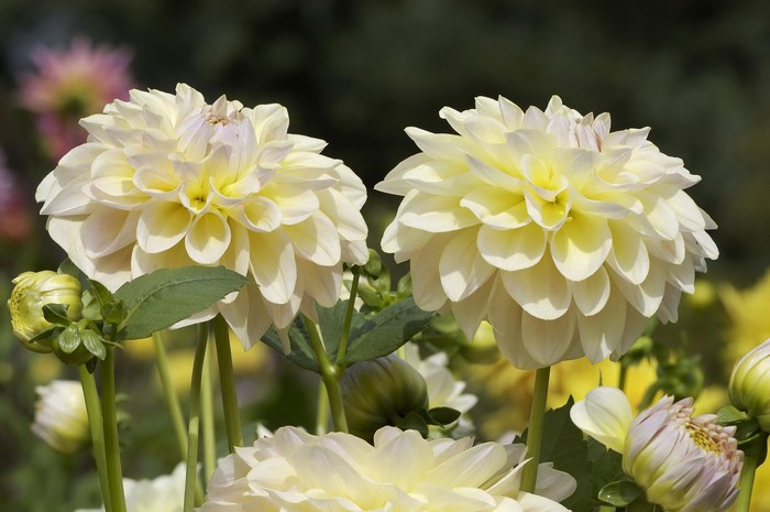 Two pale yellow dahlias in a garden
