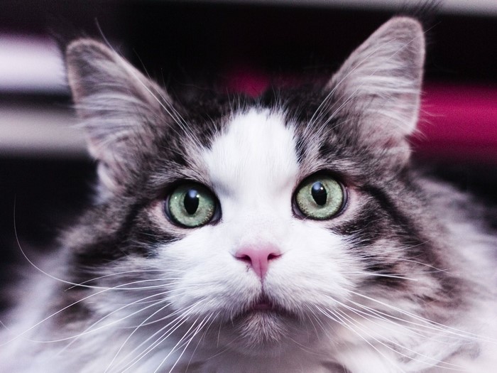 Close-up of a fluffy cat with green eyes